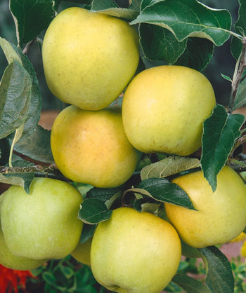 Close up of Yellow Golden Delicious Apple, various round yellow-green apples growing on  branch with dark green conical shaped foliage