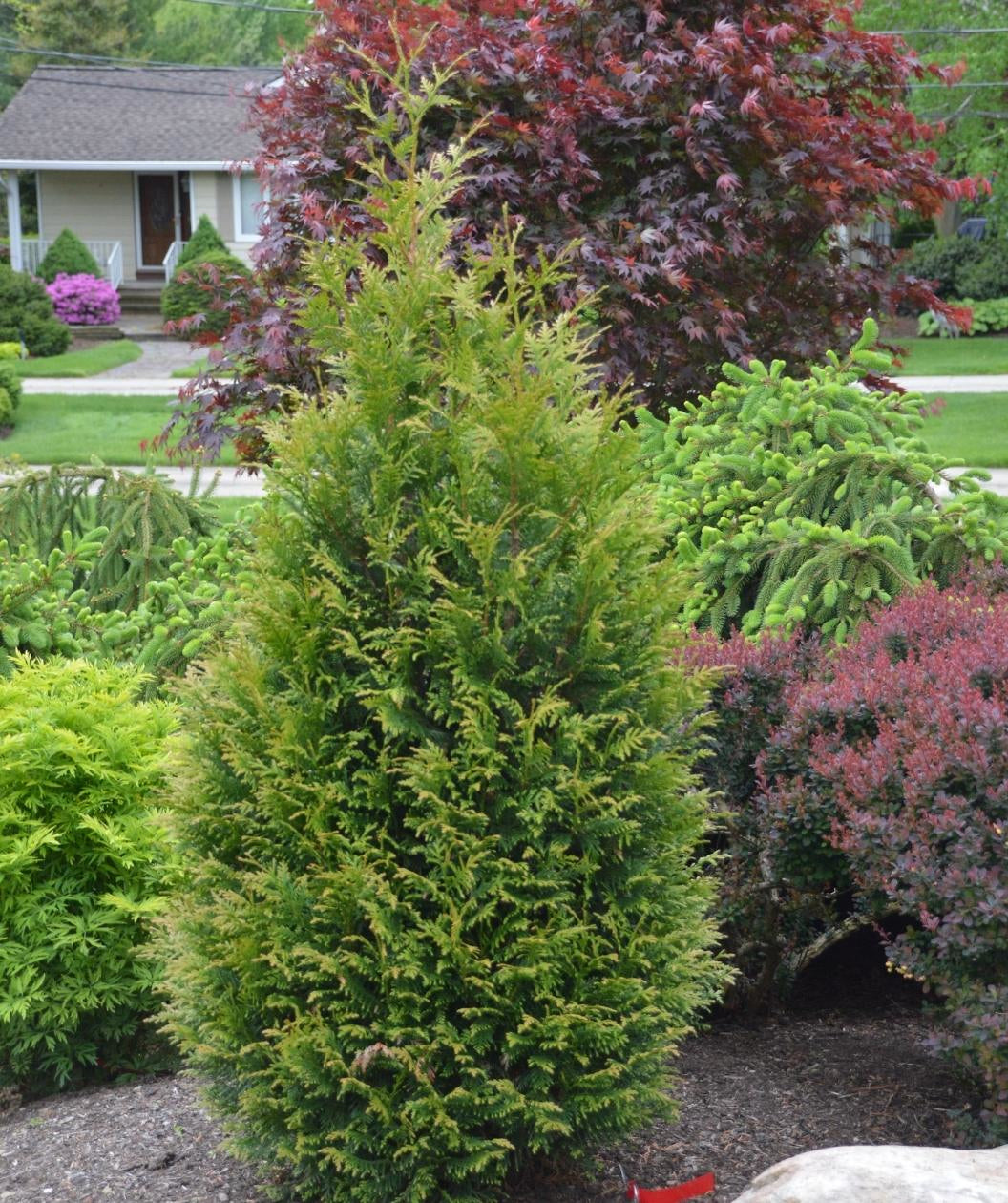 Junior Giant Arborvitae Hedge