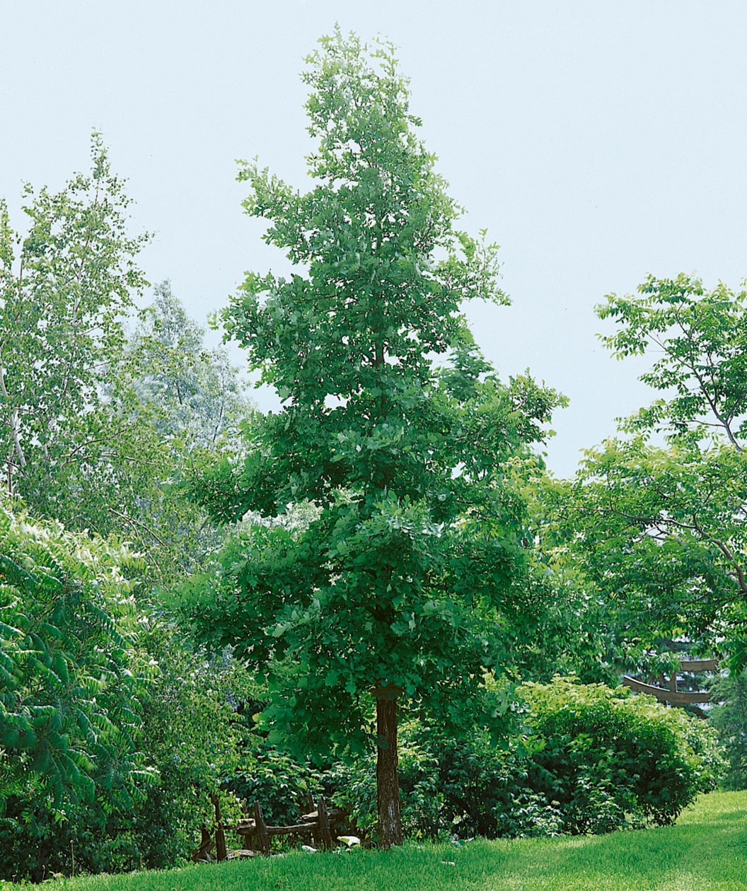 Bur Oak