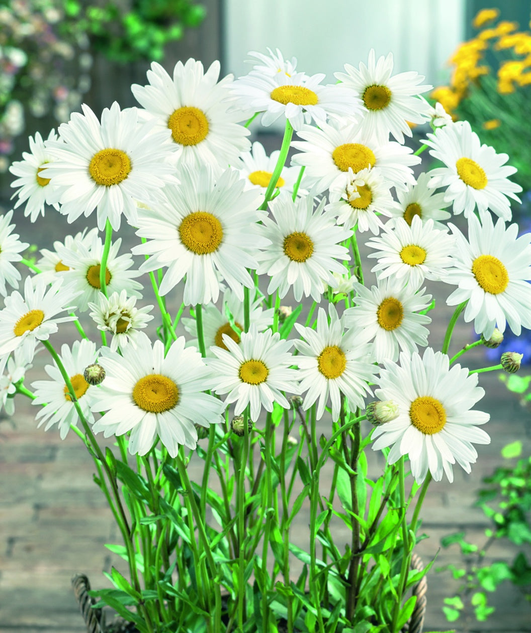 Becky Shasta Daisy
