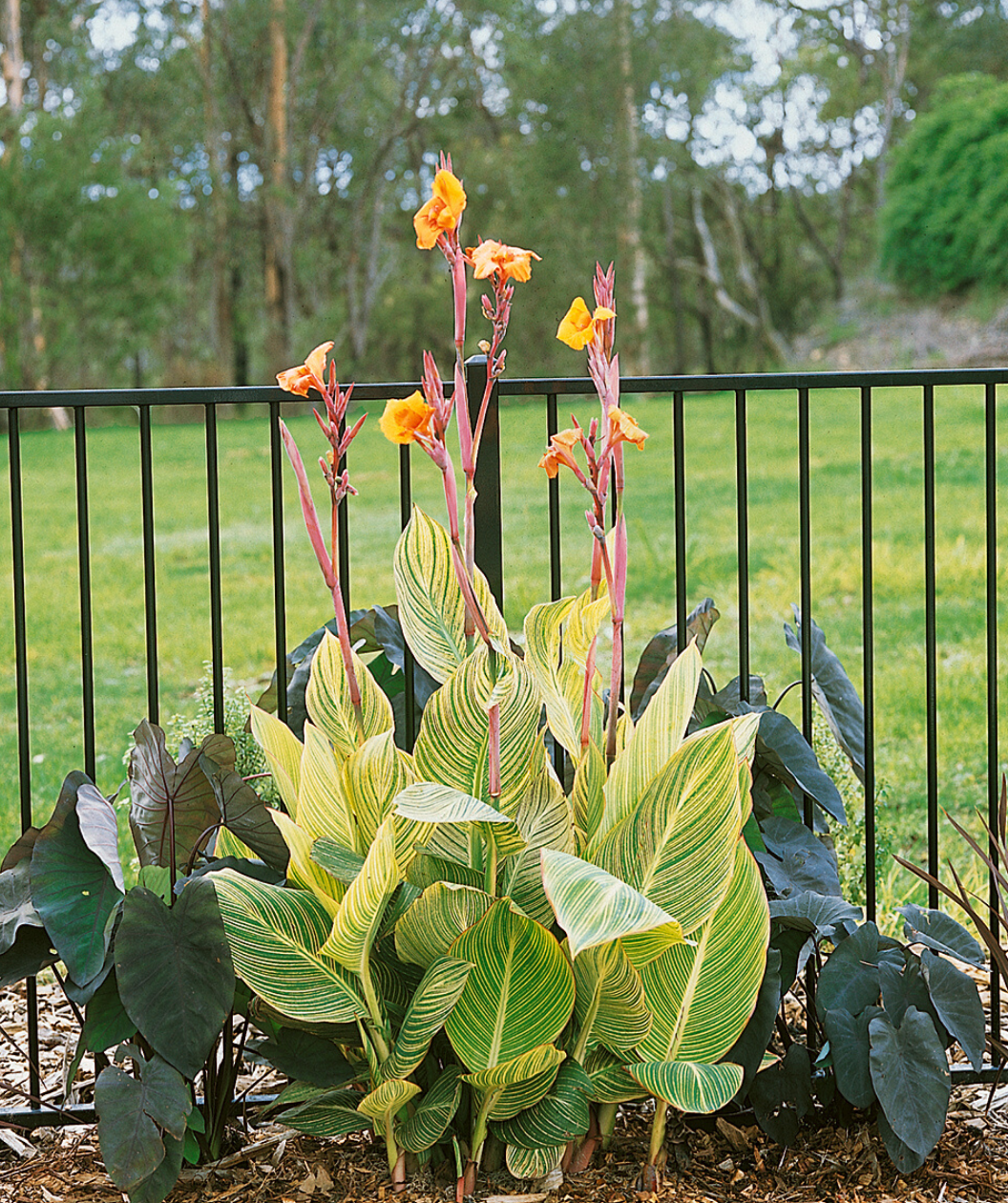 Bengal Tiger Canna Lily