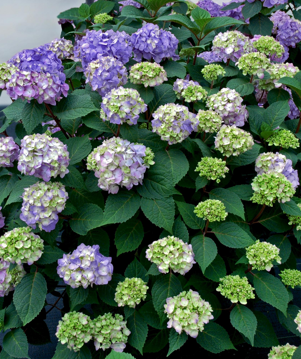 Bloomstruck® Endless Summer® Hydrangea in Bulk