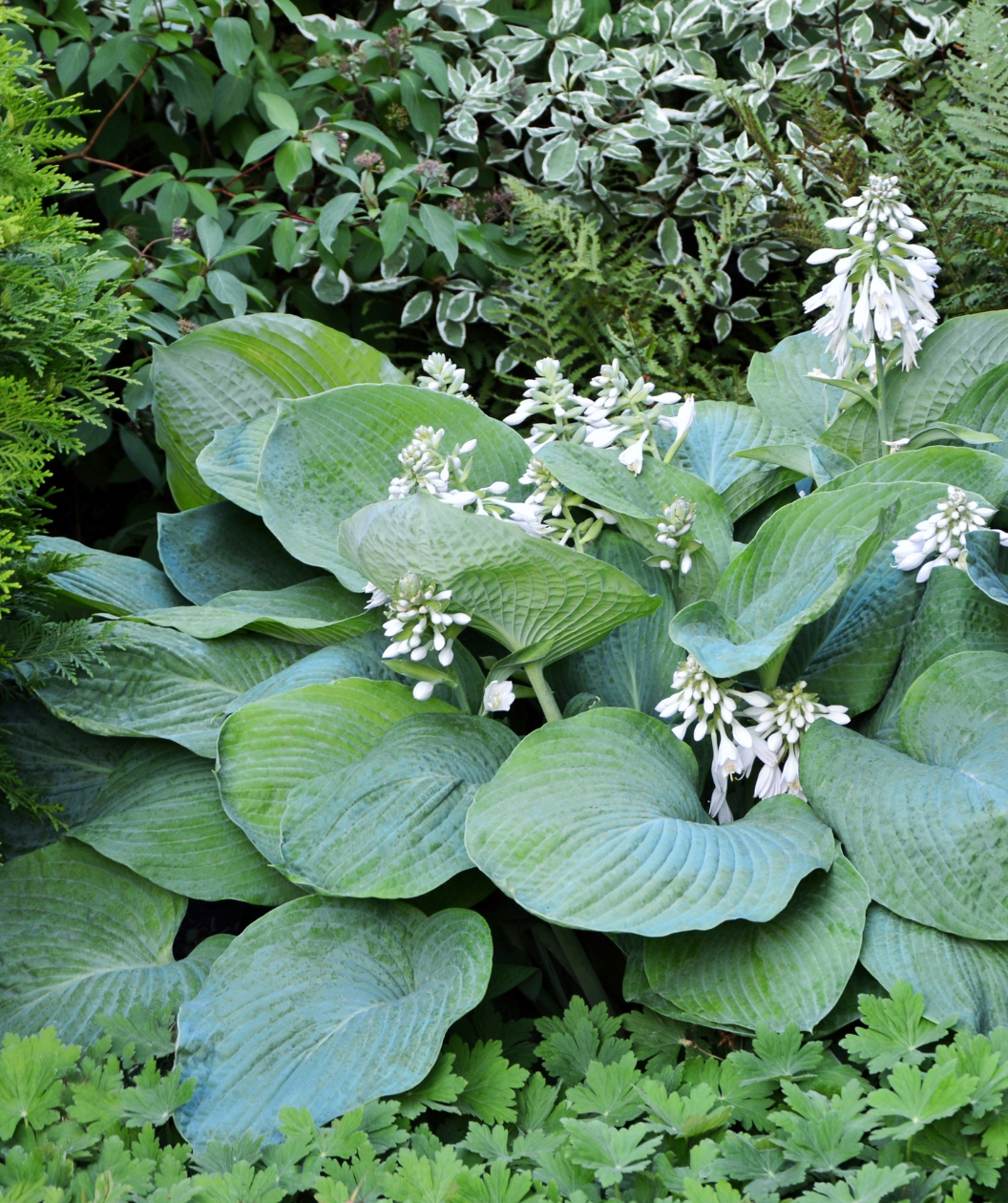 Blue Angel Hosta