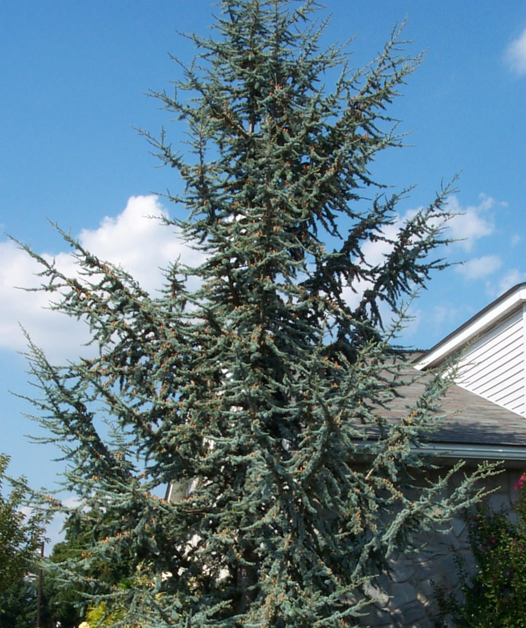 Blue Atlas Cedar