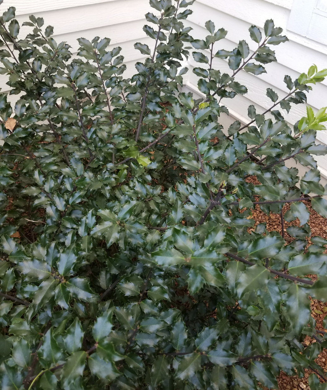 Blue Prince Meserve Holly Accent