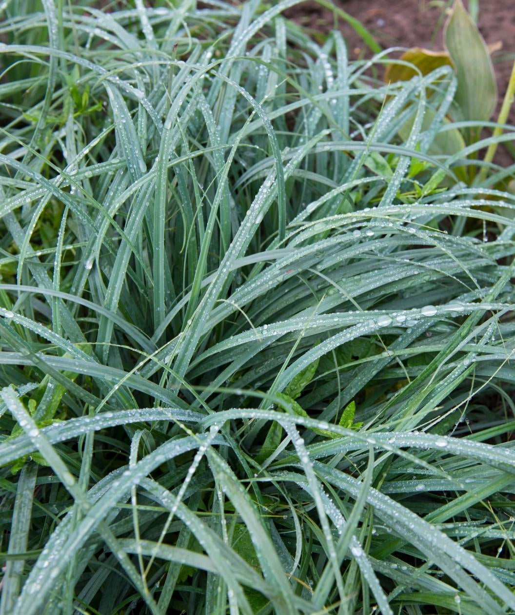 Blue Zinger Sedge