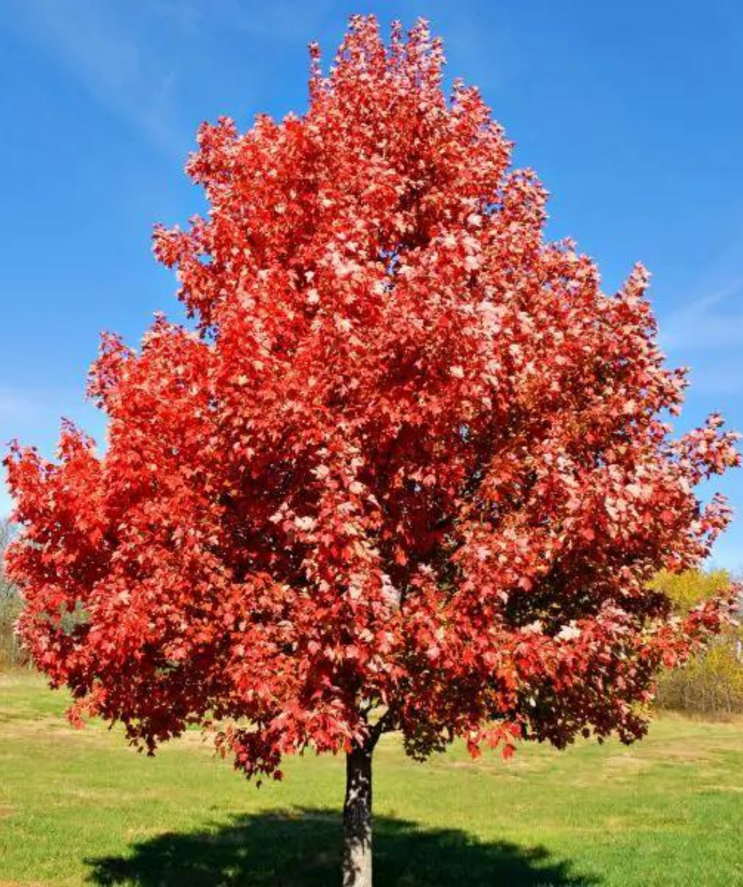 Brandywine Red Maple