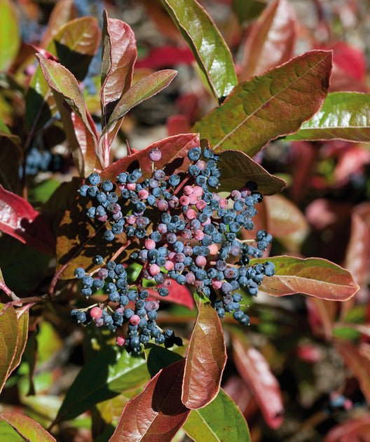 Brandywine™ Viburnum Bower & Branch