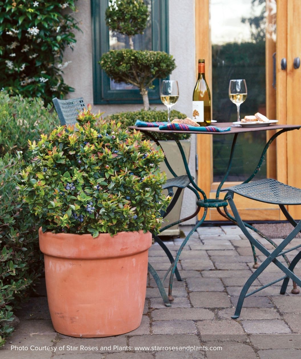 Jelly Bean® Blueberry