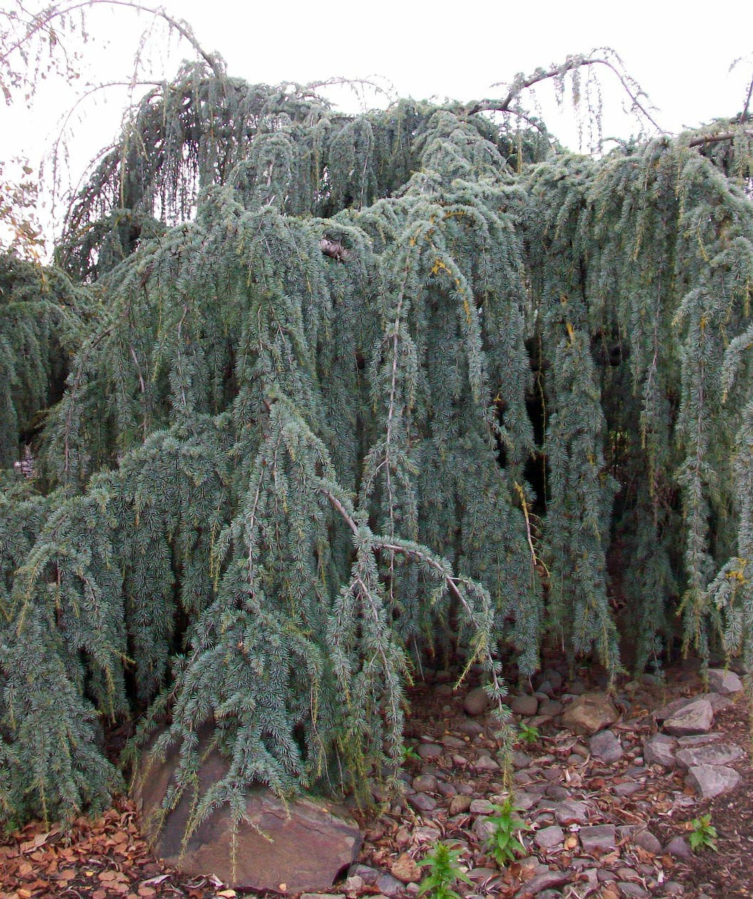Weeping Blue Atlas Cedar