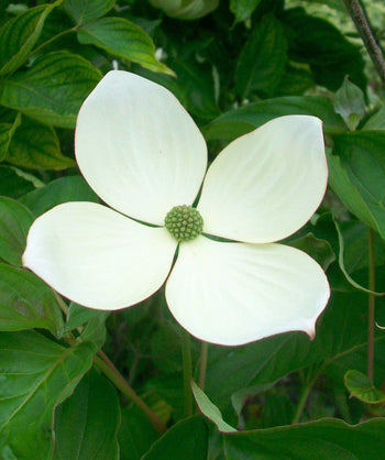 Close up of Venus Rutgers Dogwood flower, large white four petaled flower that resembles a plus sign