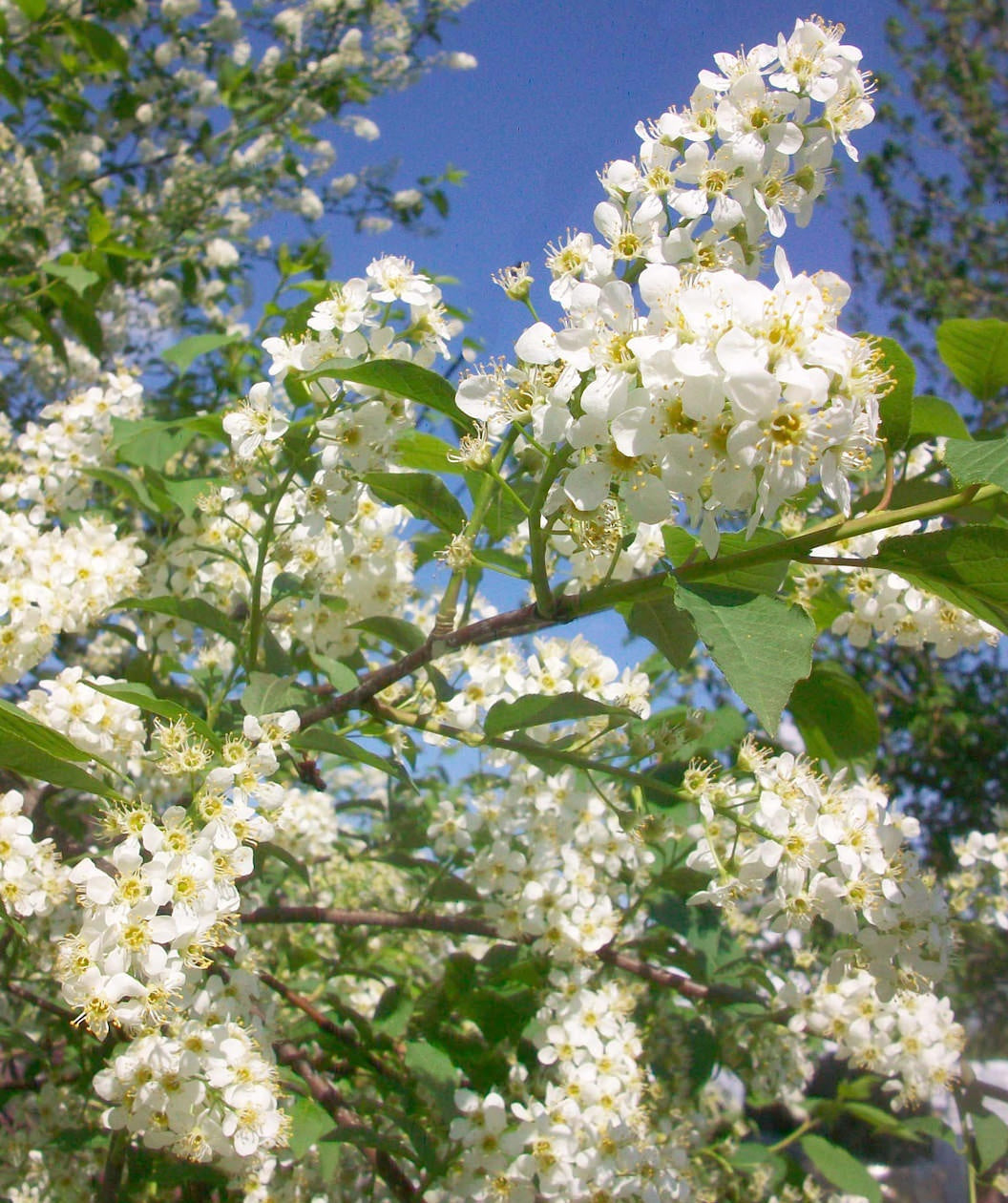 Canada Red Chokecherry