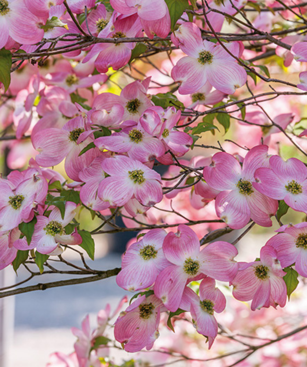 Cherokee Brave® Flowering Dogwood