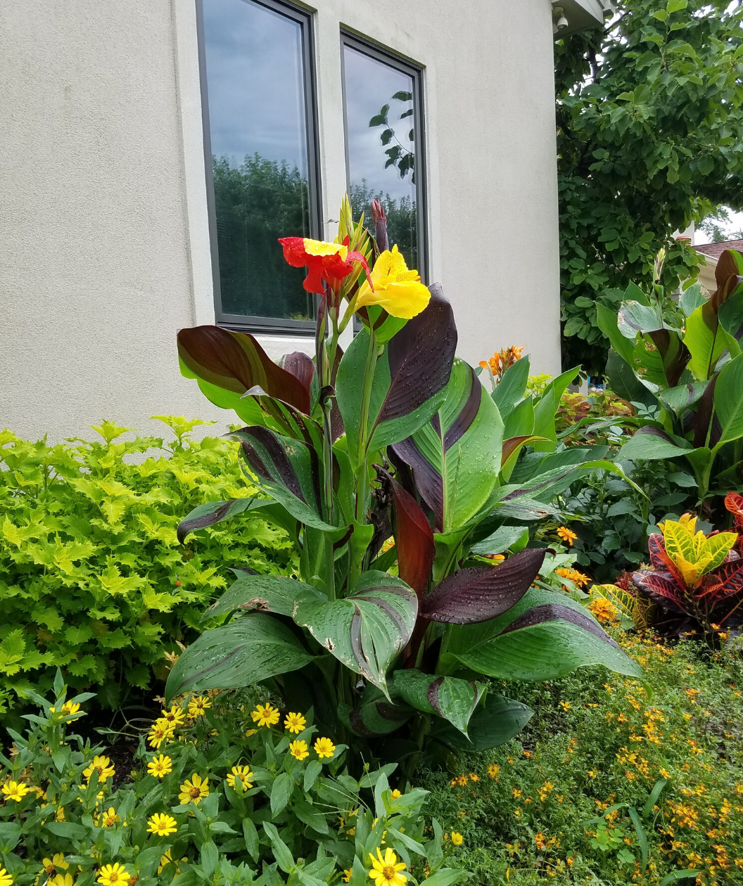 Cleopatra Canna Lily