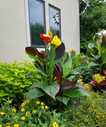 The Cleopatra Canna Lily planted in a landscape, showing off the bright green to purple foliage and the large red and yellow blooms