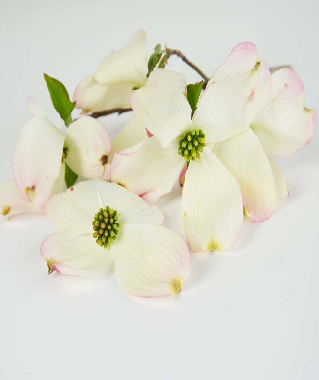 Cloud Nine Flowering Dogwood