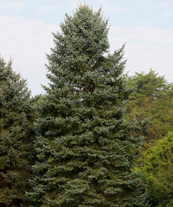 Colorado Blue Spruce planted in  a landscape, tall pyramidal growing evergreen with short blue green colored needles