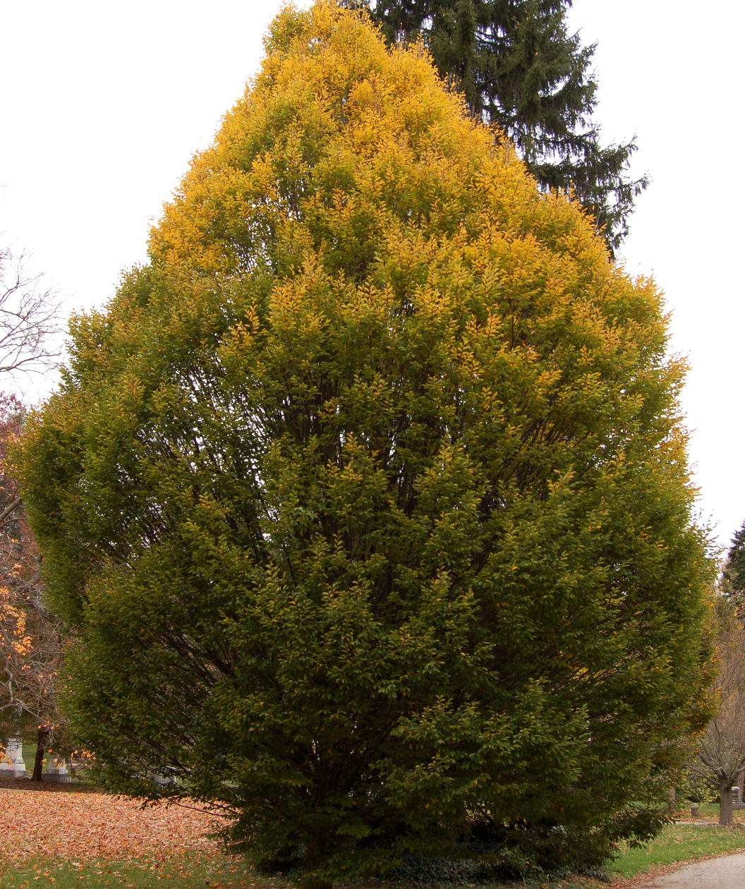 Columnar European Hornbeam