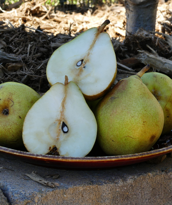Comice Pears on a tray, several yellow-green colored fruits with one cut in half showing the creamy white flesh