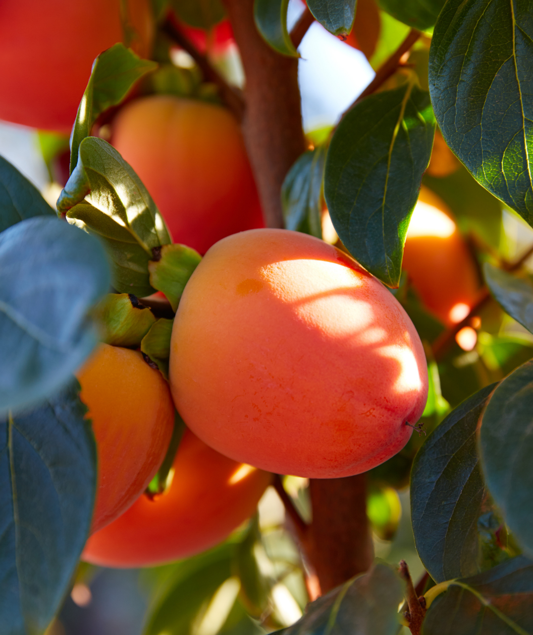 Common Persimmon