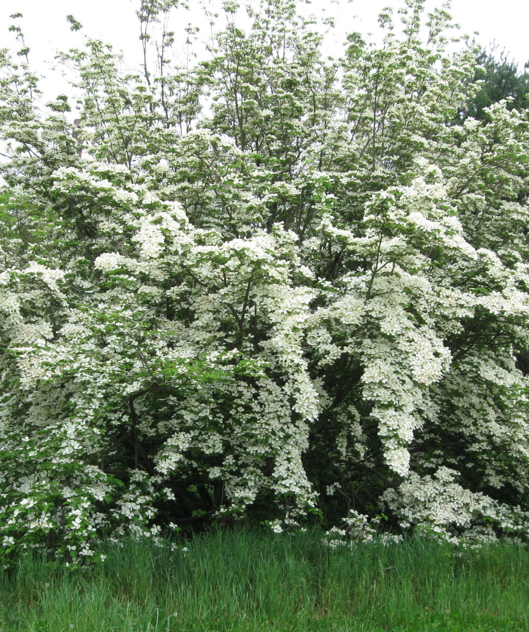 Constellation® Rutgers Dogwood