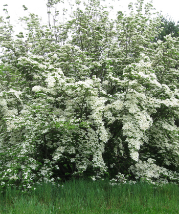 A Constellation Rutgers Dogwood planted in a landscape, covered in the bright white blooms that are weighing the branches down toward the green grass.
