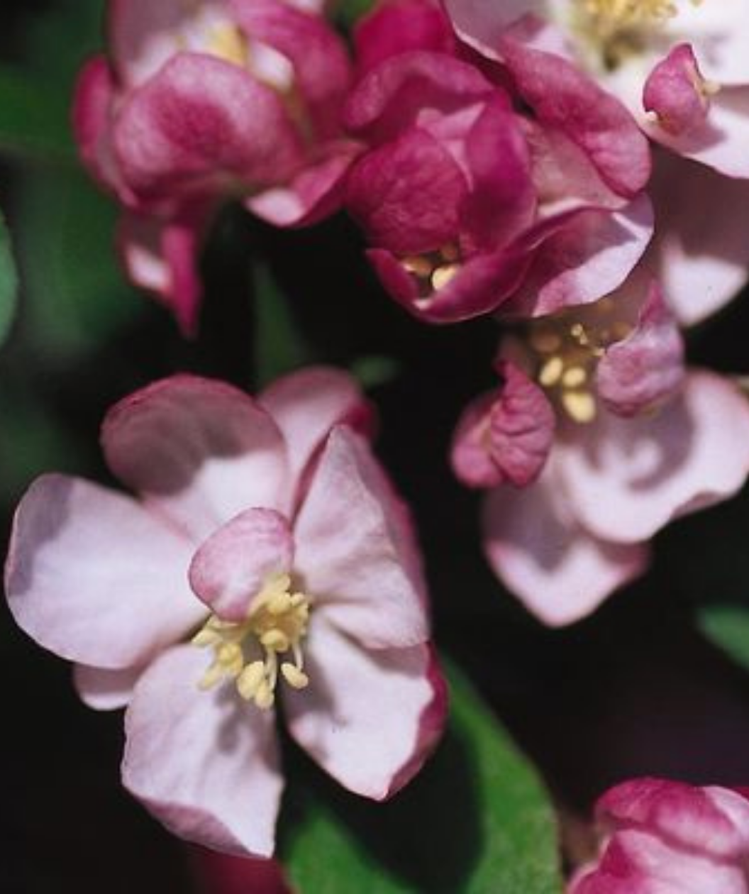 Coralburst® Flowering Crabapple