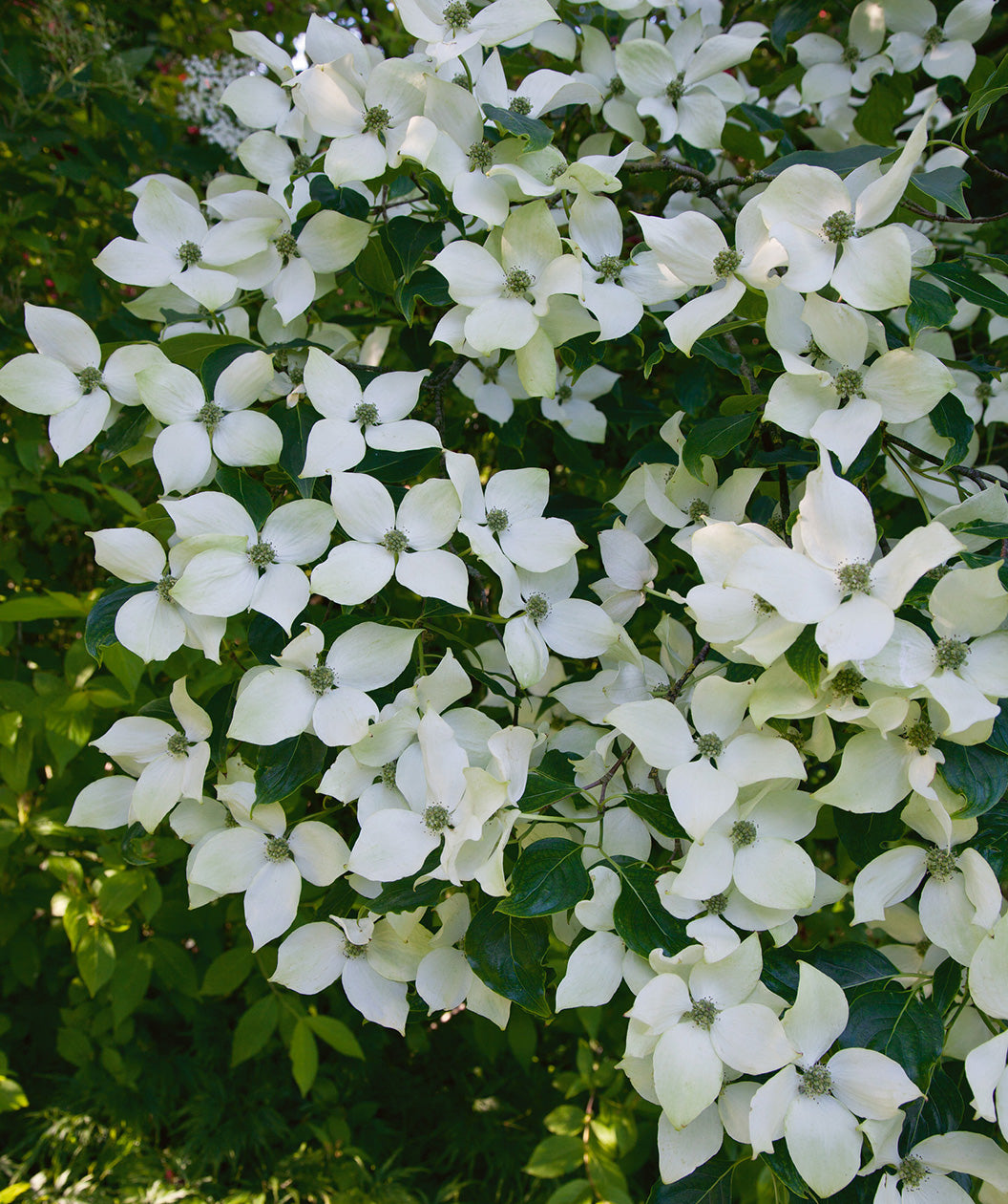 National Japanese Dogwood