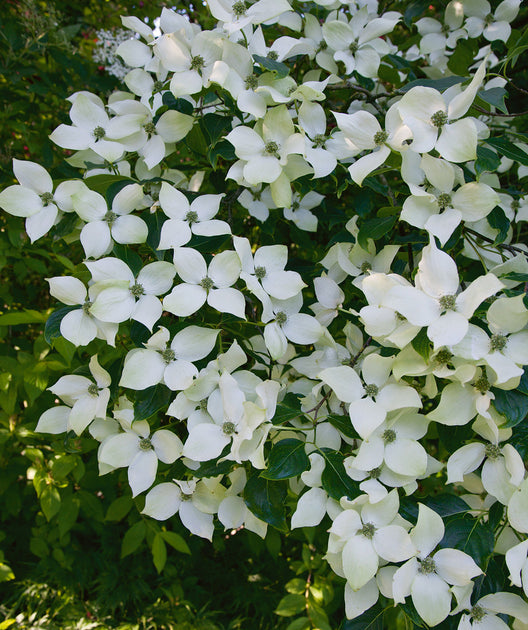最も完璧な Cornuskousavar. ジャケット・アウター