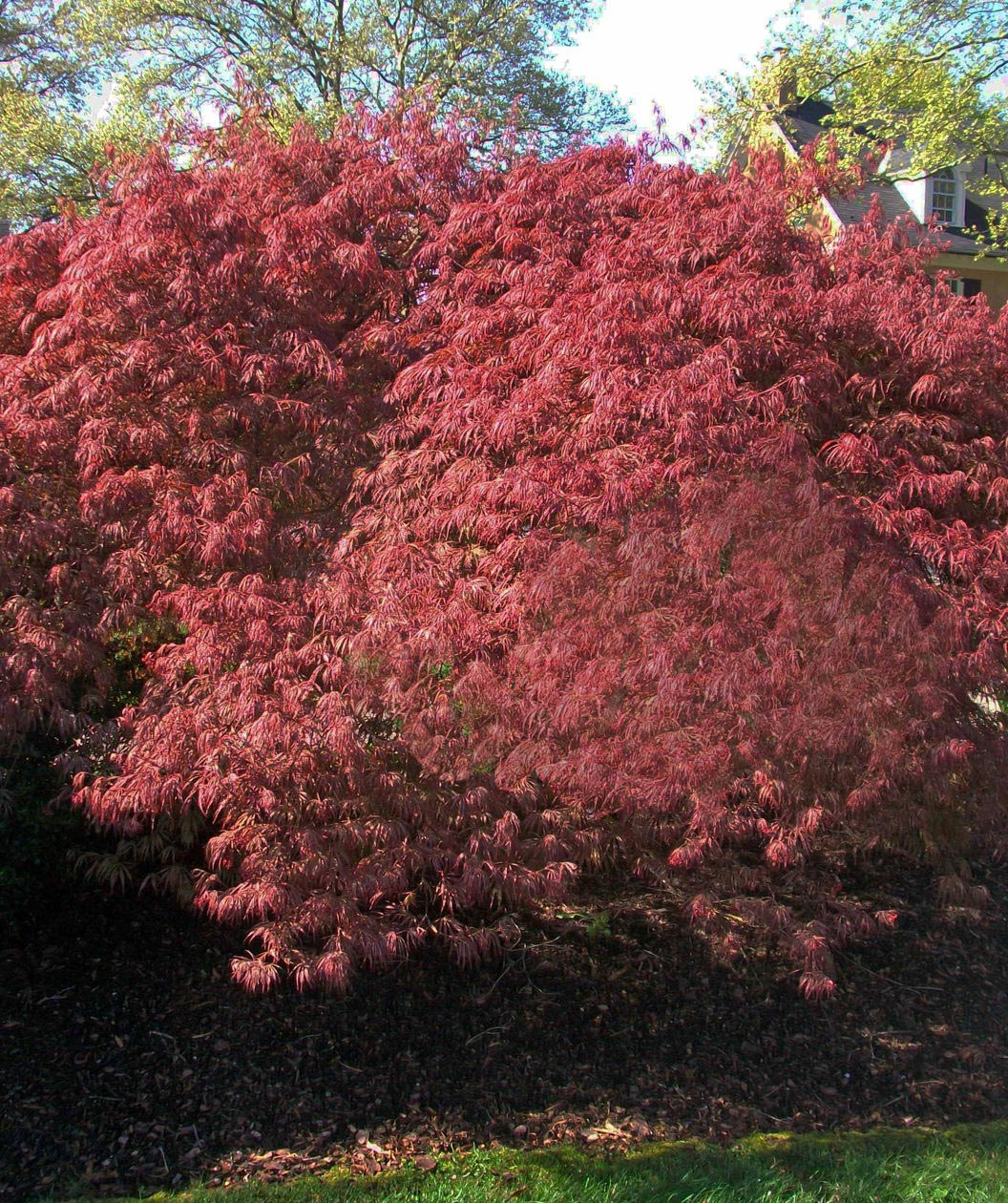 Crimson Queen Laceleaf Japanese Maple