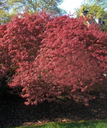 A large ruby red Crimson Queen Japanese Maple planted in a landscape while the sun shines through the delicate lace leaf foliage