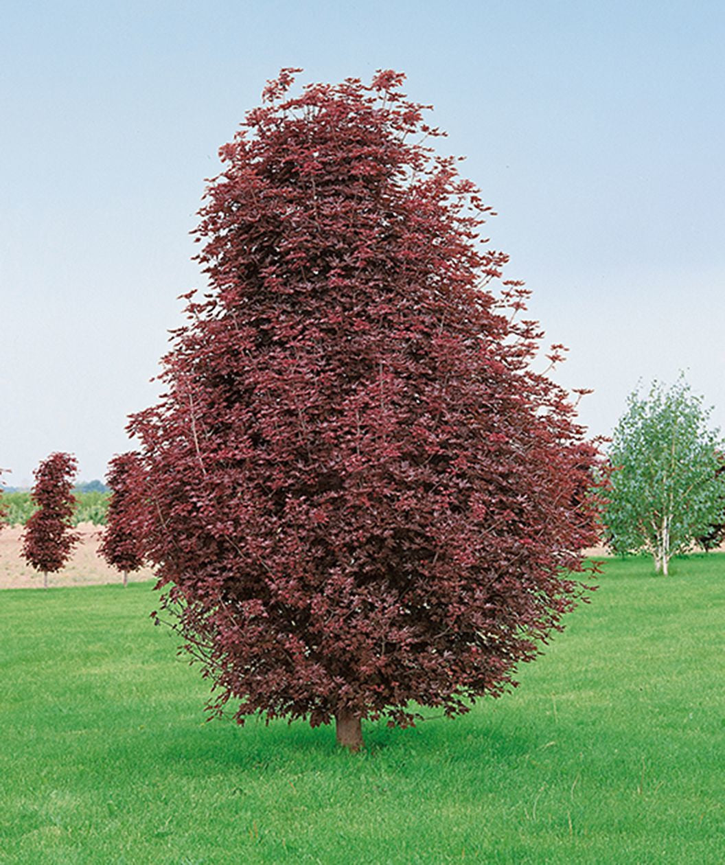 Crimson Sentry Norway Maple