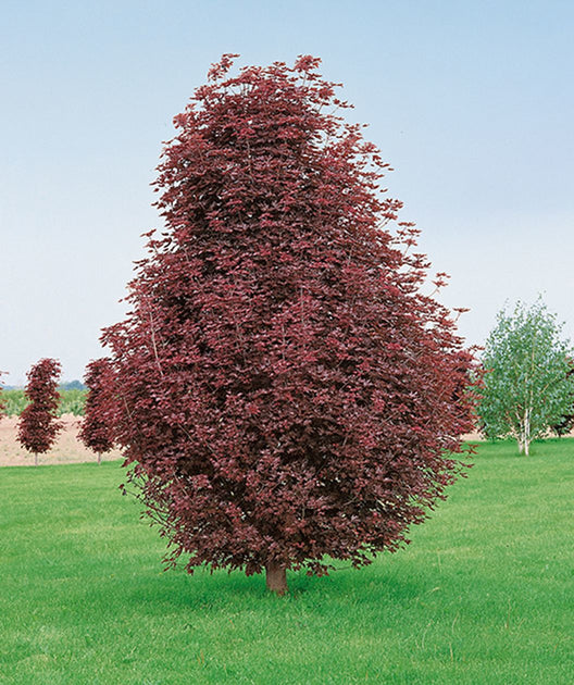 columnar norway maple tree
