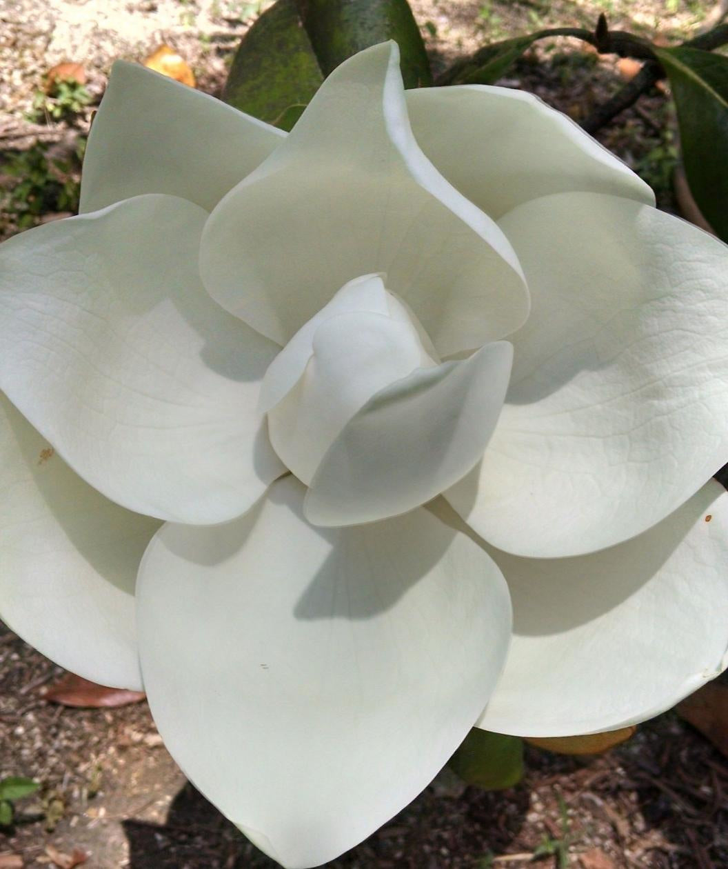 D.D. Blanchard Southern Magnolia