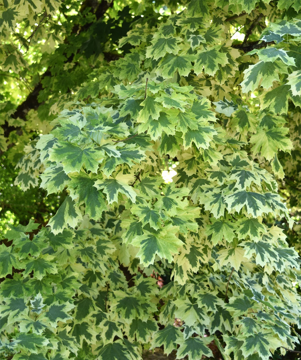 Drummond Norway Maple