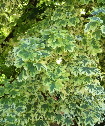 Close up of Drummond Norway Maple leaves lobed green leaves with yellow and or white edges