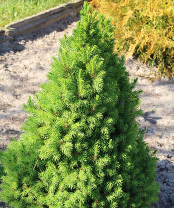 Dwarf Alberta Spruce planted in a landscape, pyramidal growing evergreen with short green foliage