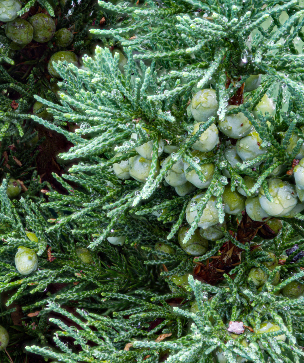 Eastern Red Cedar