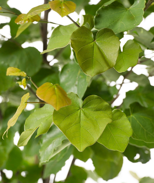 eastern redbud leaves