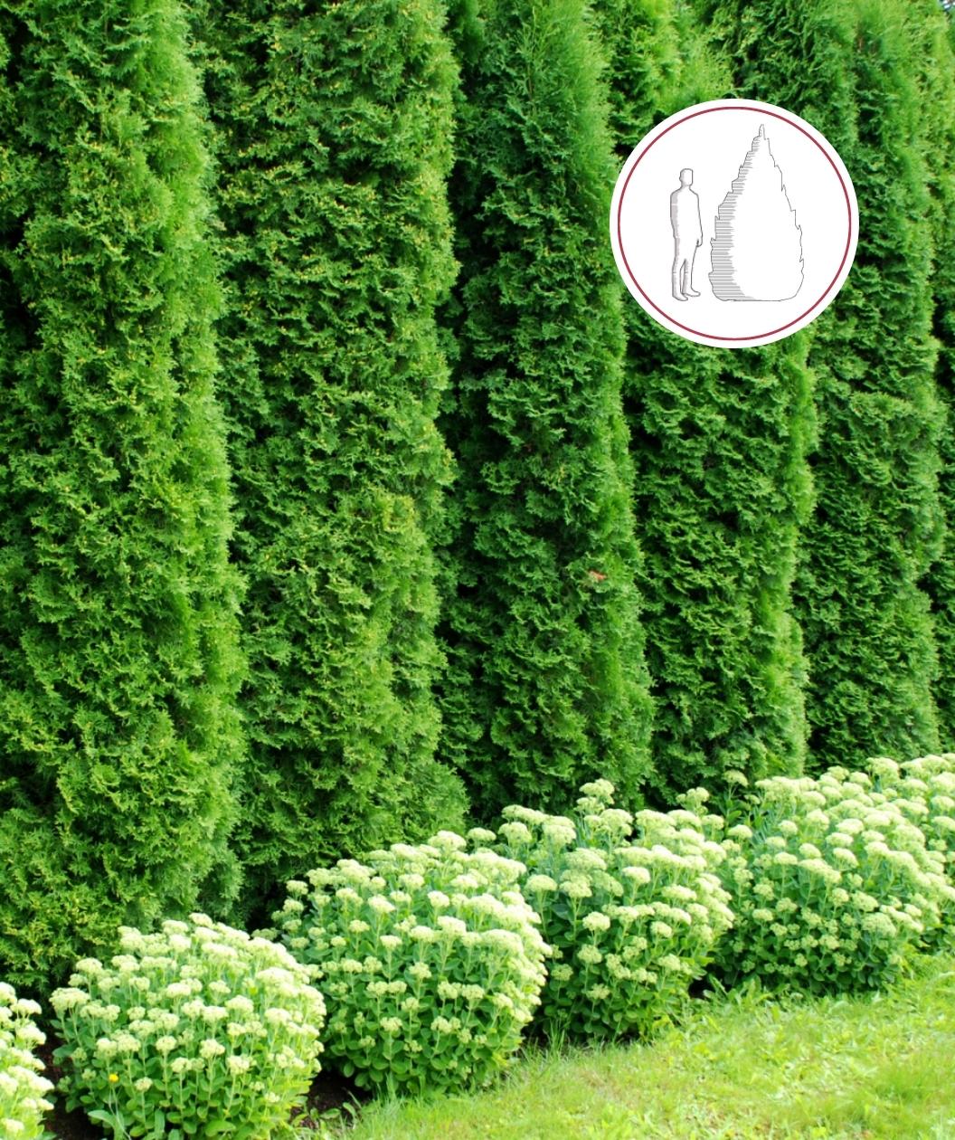 Emerald Green Arborvitae Hedge