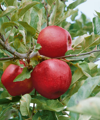 A closeup of the bright red apples still attached to the tree of the Empire Apple surrounded by the green leaves