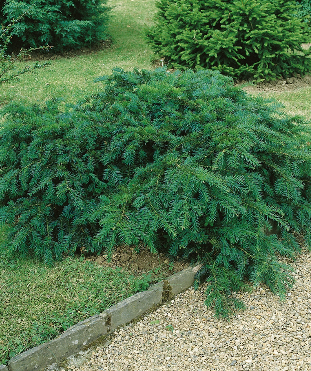 English Yew