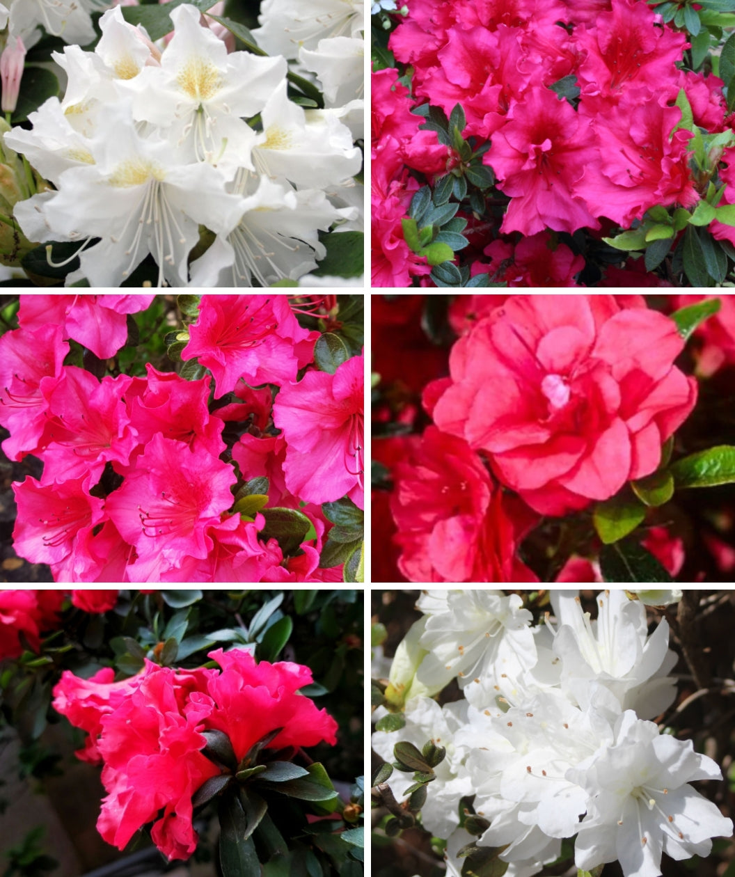 Evergreen Azaleas