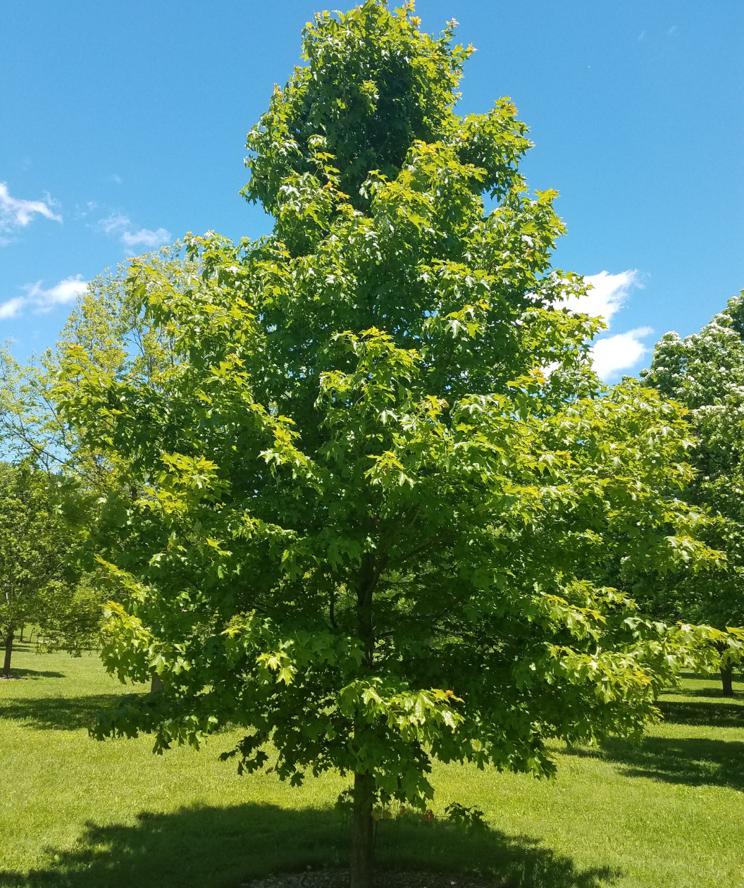 Fall Fiesta Sugar Maple