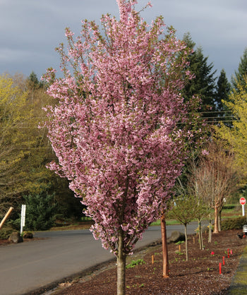 First Blush Flowering Cherry planted in a spring landscape, mostly upright branching covered in light pink ruffled flowers