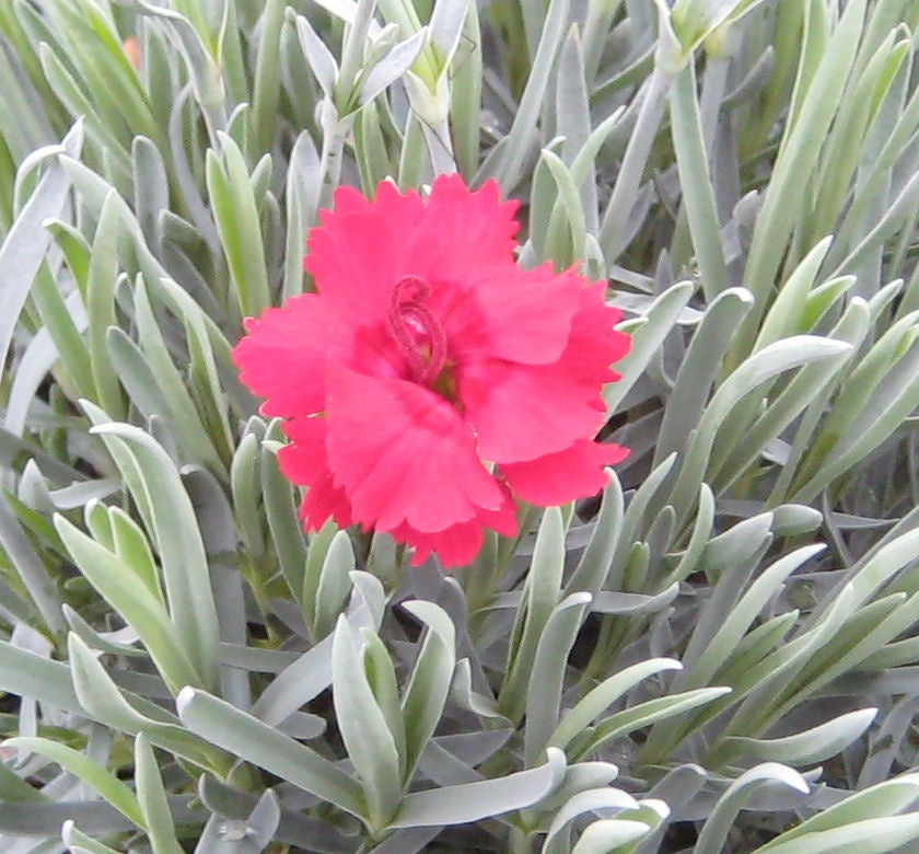 Fire Star Pinks