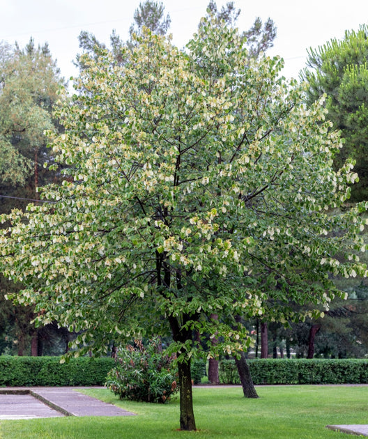 Frontyard® American Linden Bower & Branch