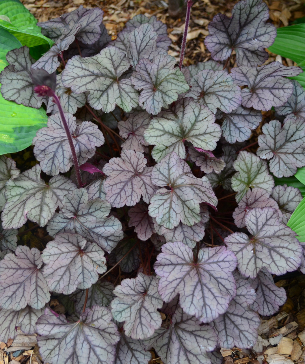 Frosted Violet Coral Bells