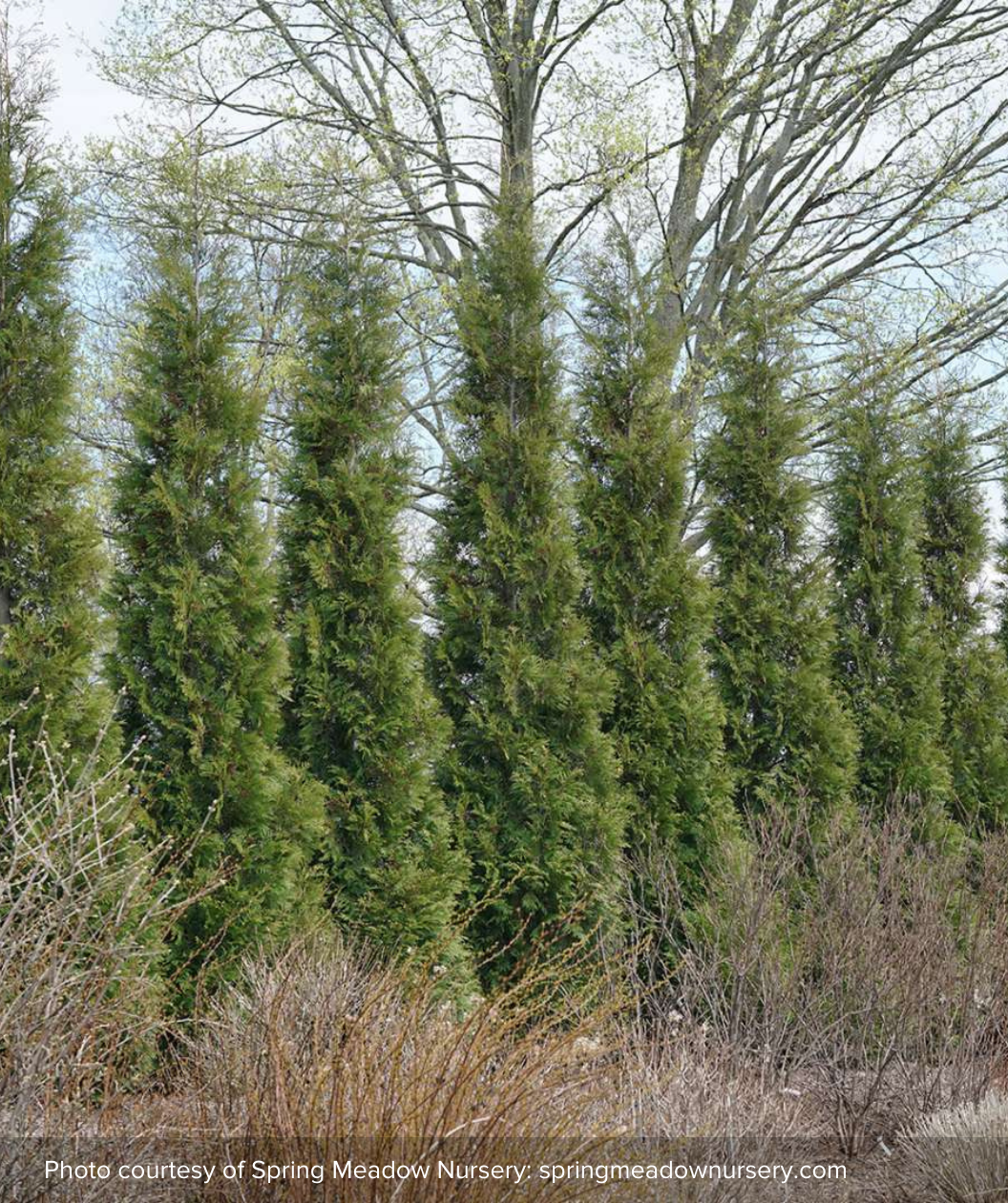 Full Speed A Hedge® American Pillar Arborvitae