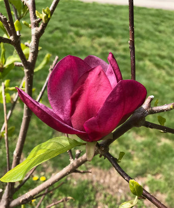 A closeup of the deep burgundy flower of the Genie Magnolia as it opens in spring while the green leaves emerge